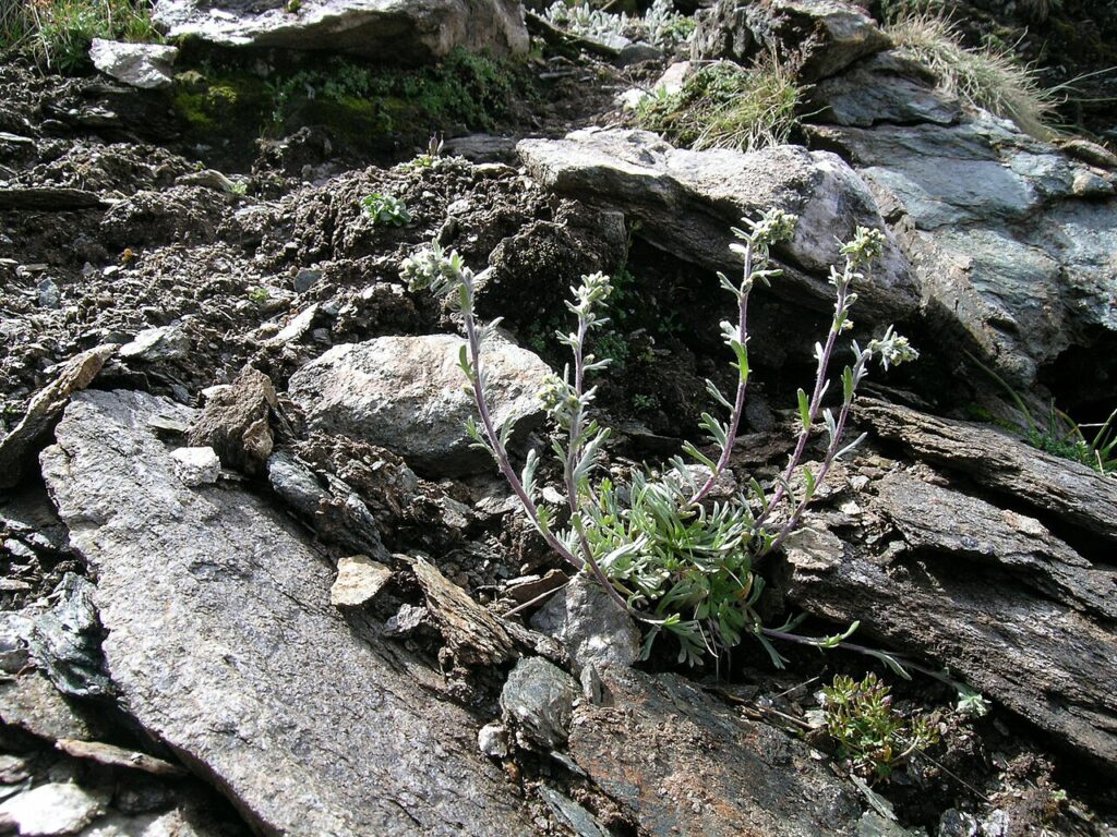 Genepì (Artemisia genipi), l'amaro-aromatico delle rocce d'alta quota