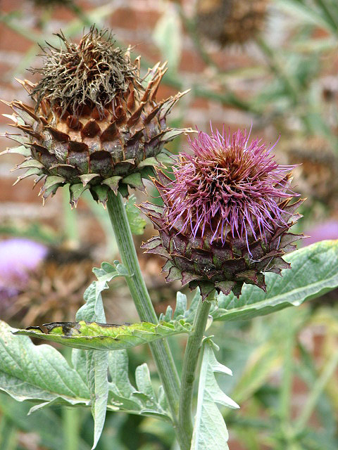 Carciofo (Cynara scolymus), l'amaro epatico della tradizione erboristica