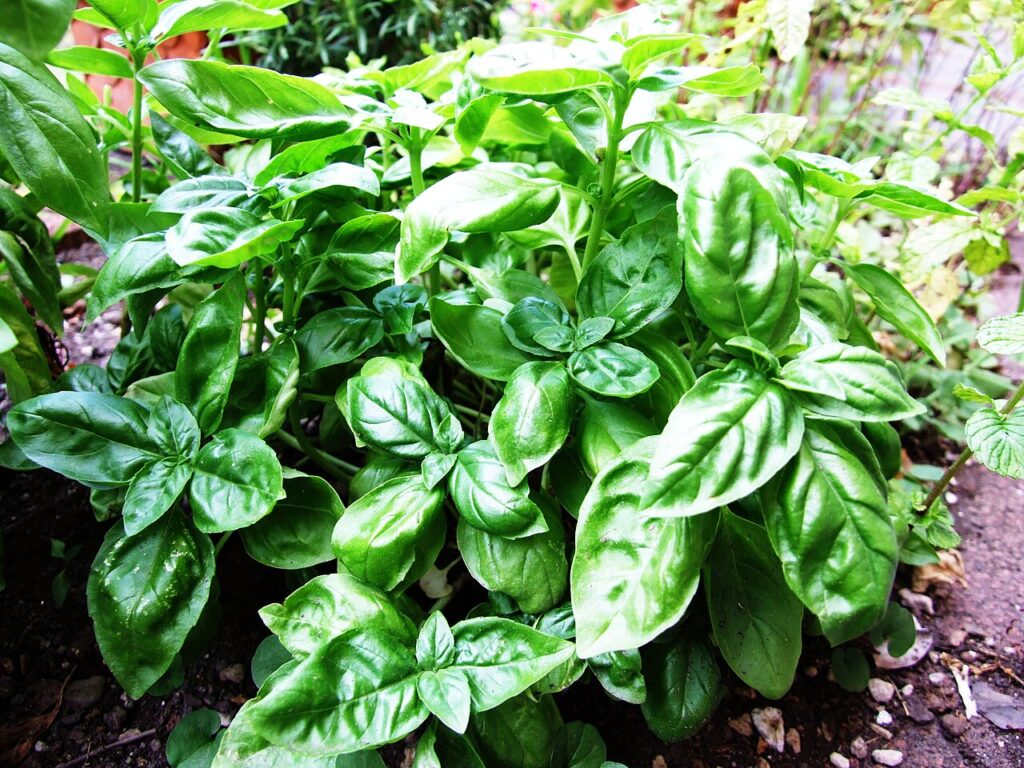 Basilico (Ocimum basilicum), l'aromatica degli orti mediterranei