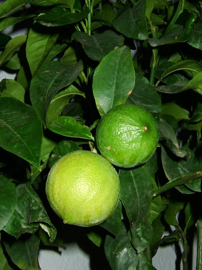 Bergamotto (Citrus bergamia), l'agrume unico della costa calabrese
