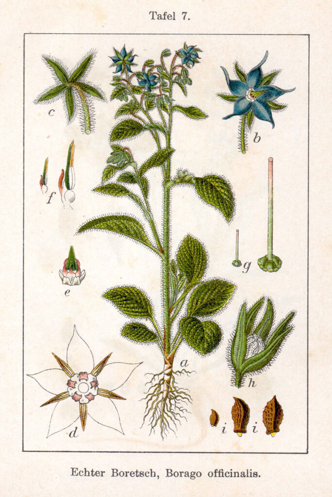 Tavola botanica d'epoca della borragine (Borago officinalis), gli erbi della tradizione contadina