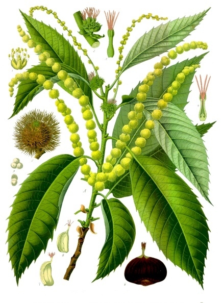 Tavola botanica d'epoca del castagno (Castanea sativa), l'albero del pane della Lunigiana