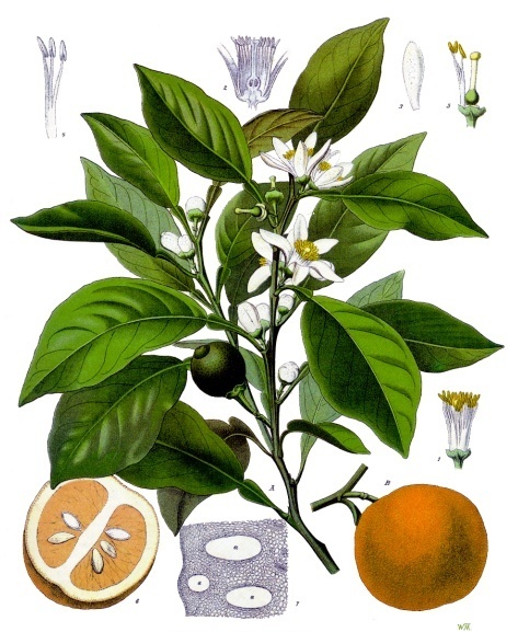 Tavola botanica d'epoca dell'arancio amaro (Citrus aurantium), il melangolo della tradizione