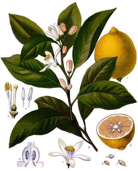 Tavola botanica d'epoca del limone (Citrus limon), l'agrume dei terrazzamenti liguri