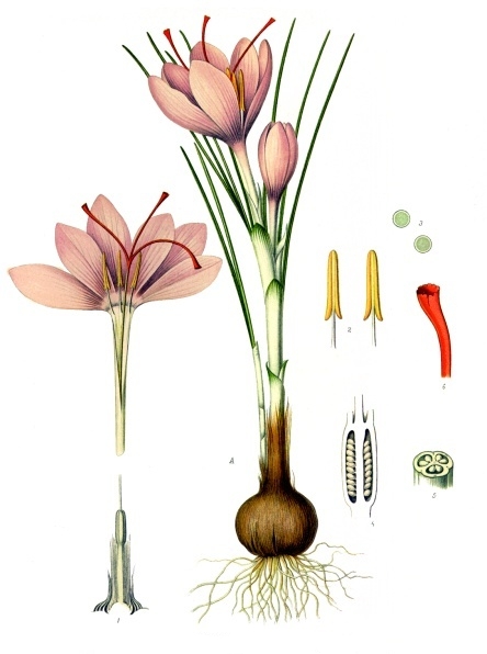 Tavola botanica d'epoca dello zafferano (Crocus sativus), l'oro rosso della tradizione
