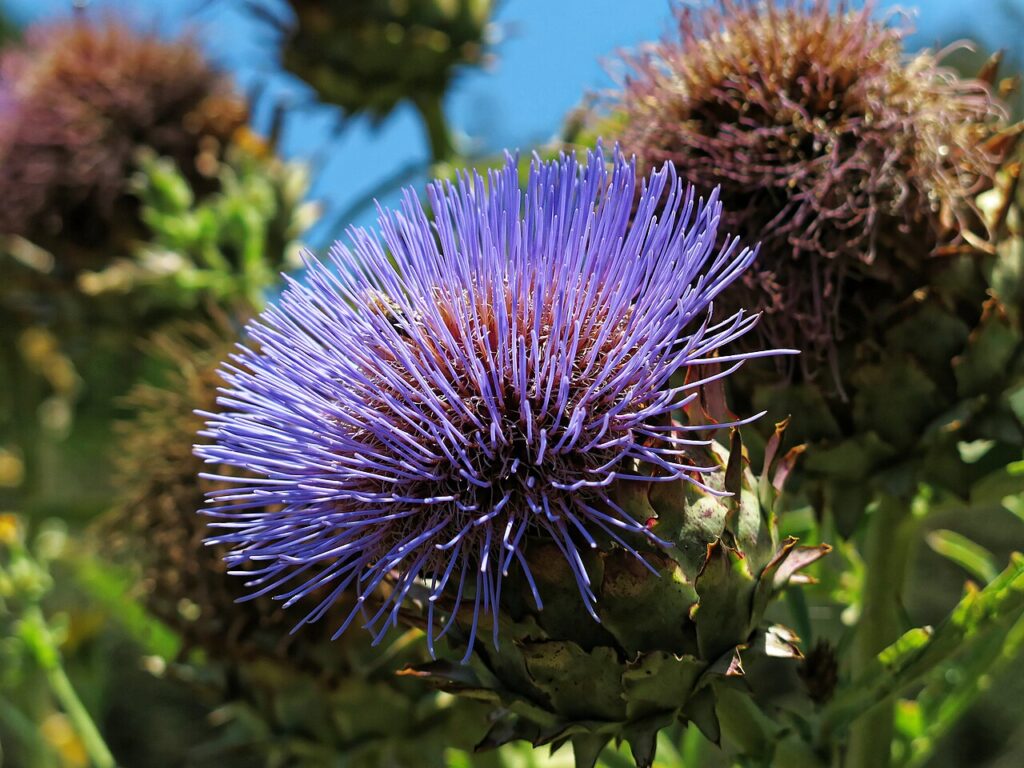 Carciofo (Cynara scolymus), l'amaro epatico della tradizione erboristica