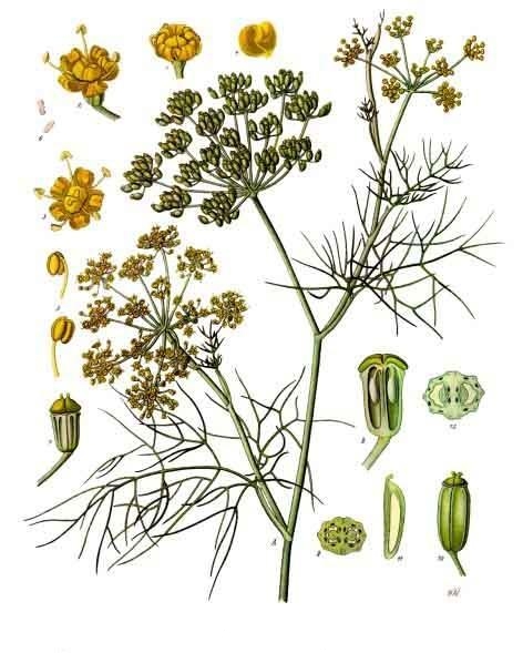 Tavola botanica d'epoca del finocchio (Foeniculum vulgare), il carminativo della tradizione