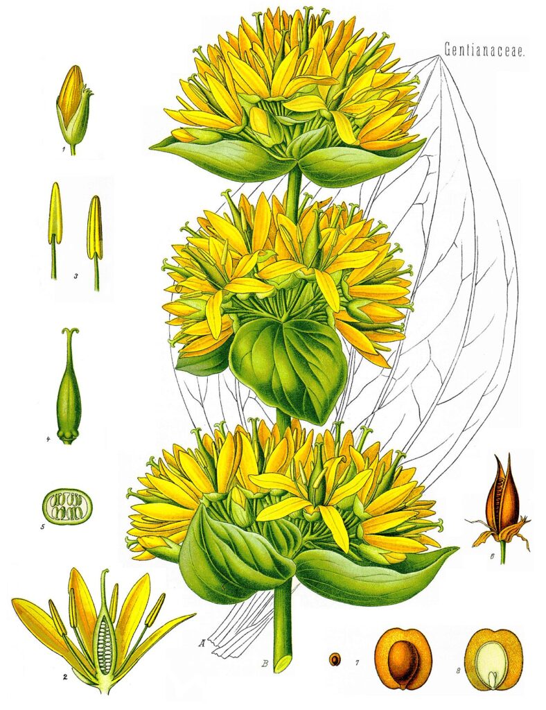Tavola botanica d'epoca della genziana (Gentiana lutea), l'amaro delle malghe