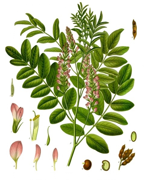 Tavola botanica d'epoca della liquirizia (Glycyrrhiza glabra), la regolizia della tradizione