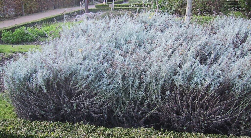 Elicriso (Helichrysum italicum), l'oro profumato della macchia mediterranea