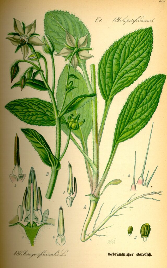 Tavola botanica d'epoca della borragine (Borago officinalis), gli erbi della tradizione contadina