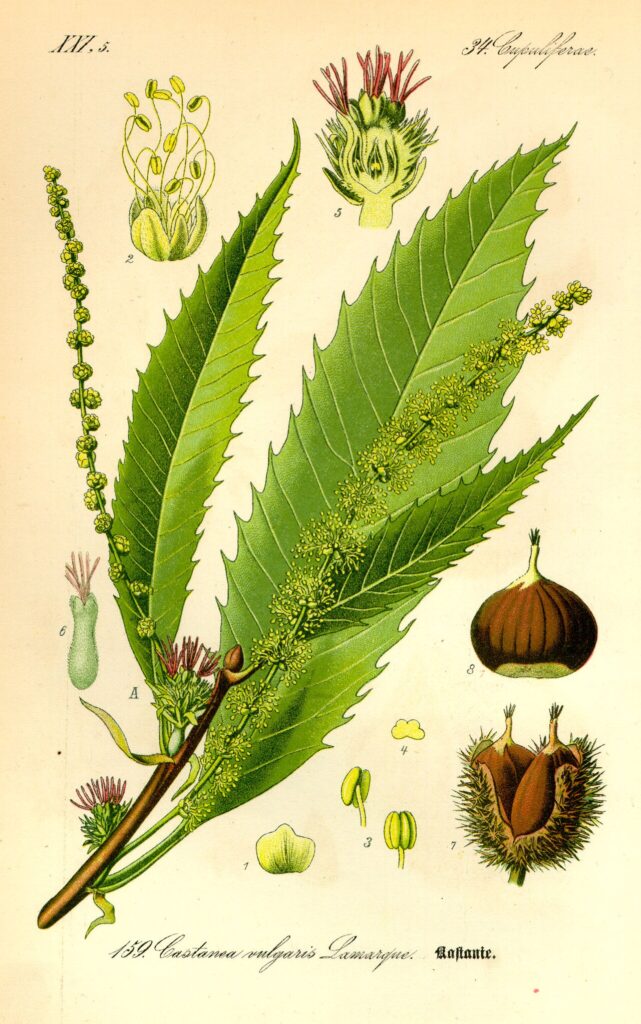 Tavola botanica d'epoca del castagno (Castanea sativa), l'albero del pane della Lunigiana