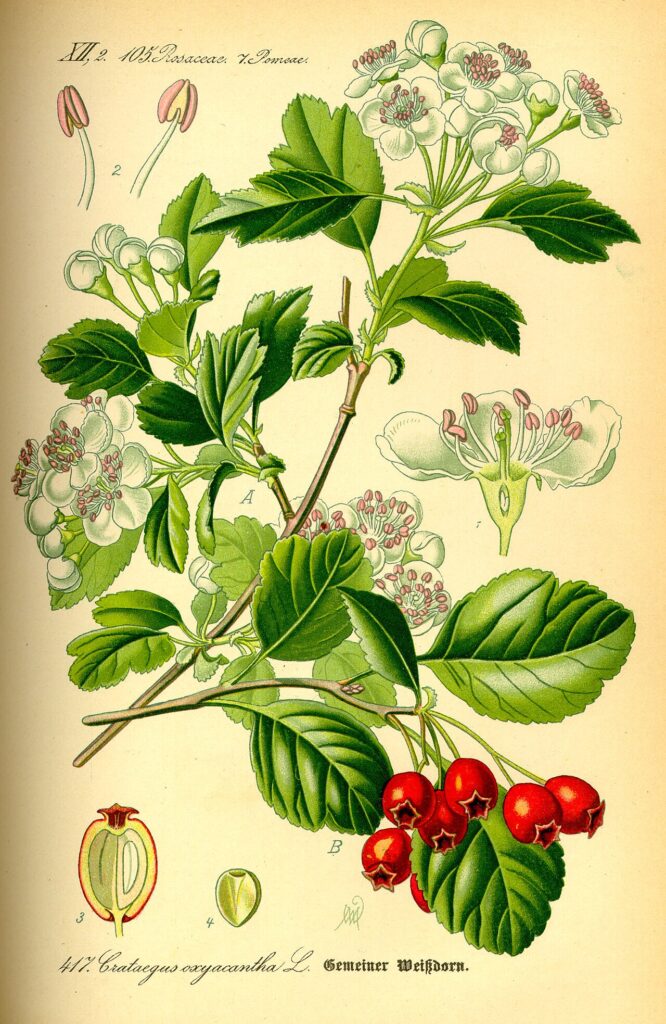Tavola botanica d'epoca del biancospino (Crataegus), il fiore della tradizione per cuore e rilassamento