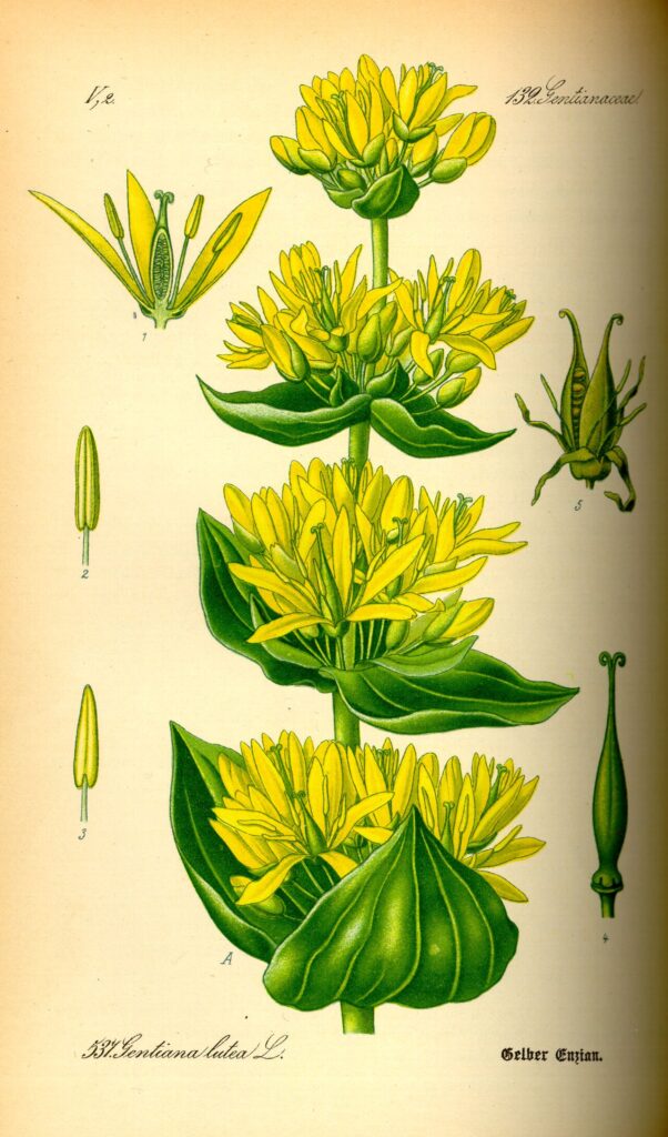 Tavola botanica d'epoca della genziana (Gentiana lutea), l'amaro delle malghe