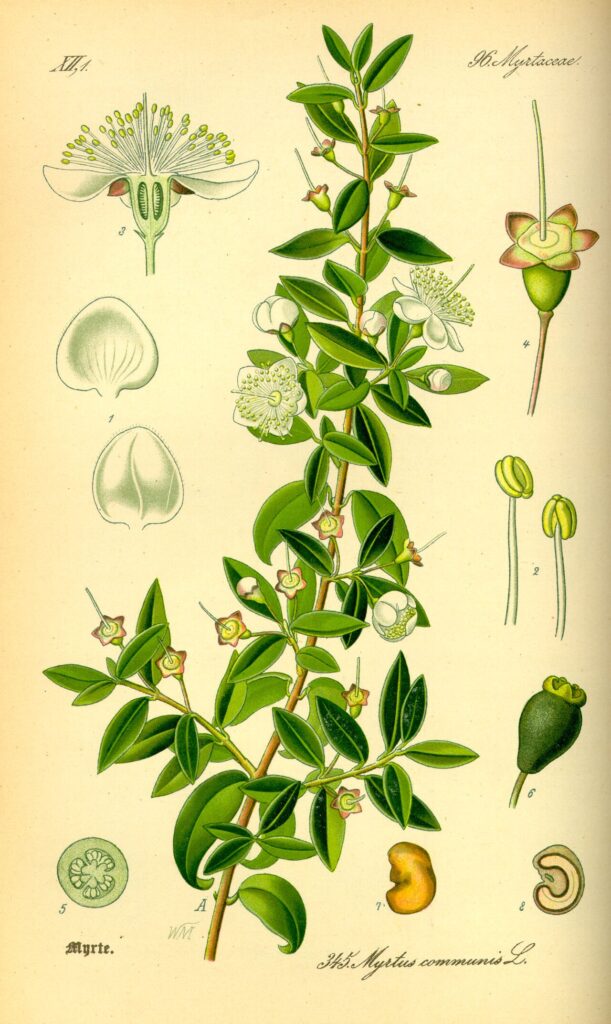 Tavola botanica d'epoca del mirto (Myrtus communis), la murta della tradizione sarda