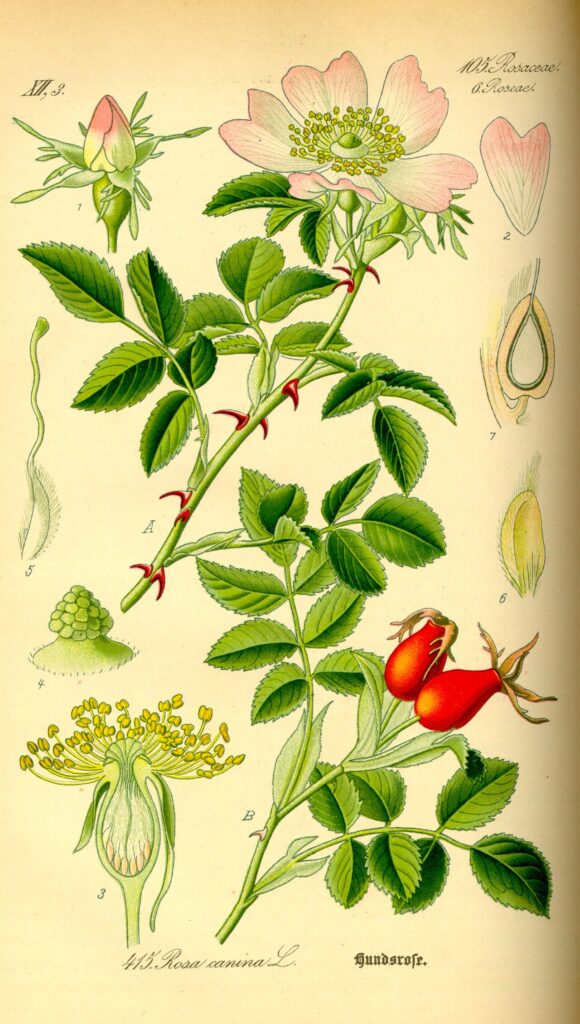 Tavola botanica d'epoca della rosa canina, le bacche della tradizione per le difese naturali