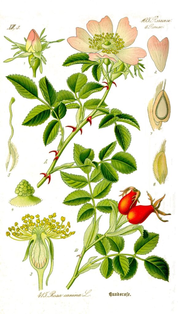 Tavola botanica d'epoca della rosa canina, le bacche della tradizione per le difese naturali