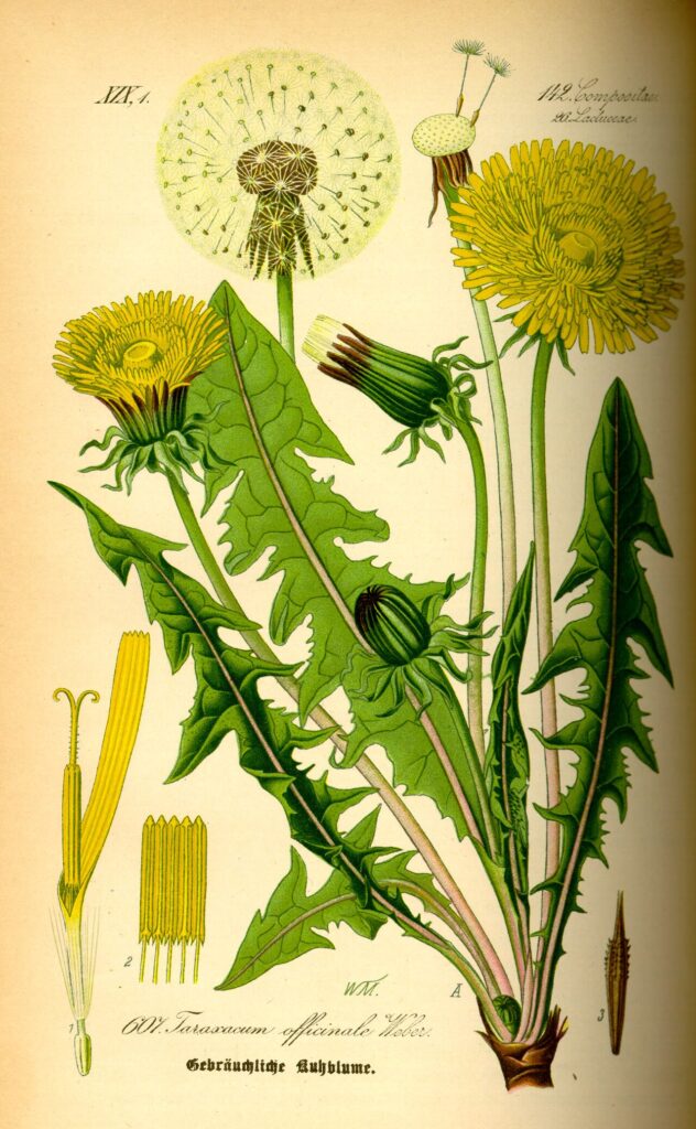 Tavola botanica d'epoca del tarassaco (Taraxacum officinale), il dente di leone della tradizione erboristica