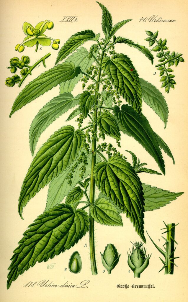 Tavola botanica d'epoca dell'ortica (Urtica dioica), la depurativa della tradizione contadina