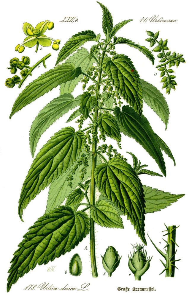 Tavola botanica d'epoca dell'ortica (Urtica dioica), la depurativa della tradizione contadina