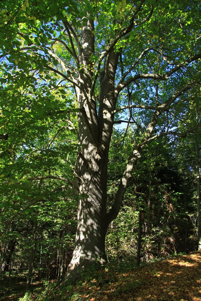 Tavola/foto del tiglio (Tilia), i fiori della tradizione del rilassamento