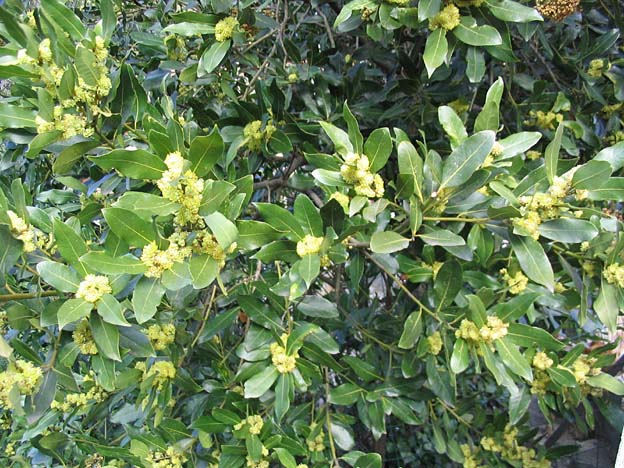 Alloro (Laurus nobilis), il lauro della tradizione digestiva mediterranea