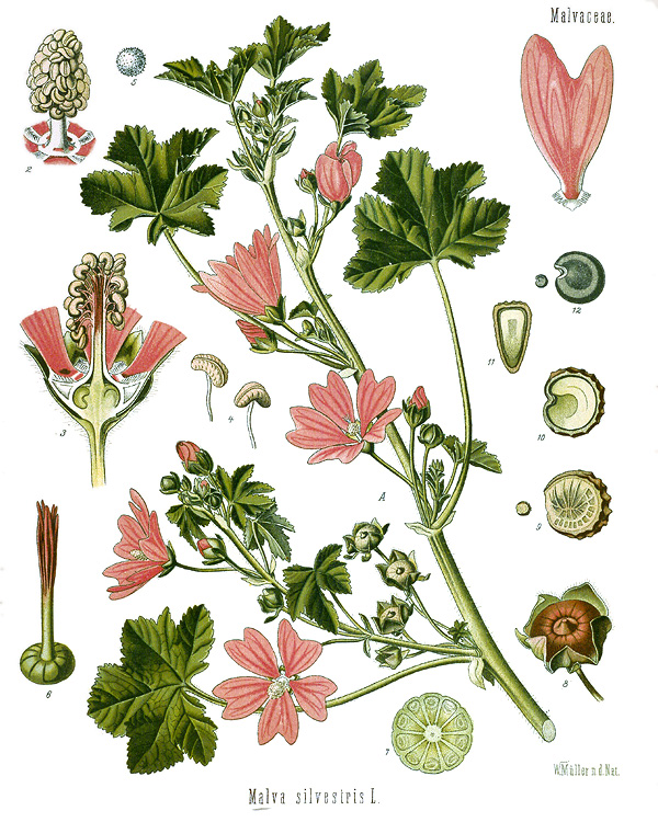 Tavola botanica d'epoca della malva (Malva sylvestris), l'emolliente della tradizione
