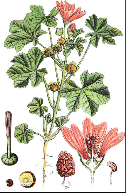 Tavola botanica d'epoca della malva (Malva sylvestris), l'emolliente della tradizione