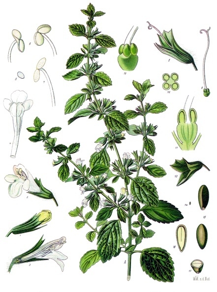 Tavola botanica d'epoca della melissa (Melissa officinalis), l'aromatica gentile della tradizione