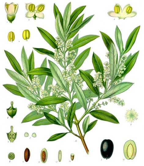 Tavola botanica d'epoca dell'olivo (Olea europaea), le foglie della tradizione mediterranea