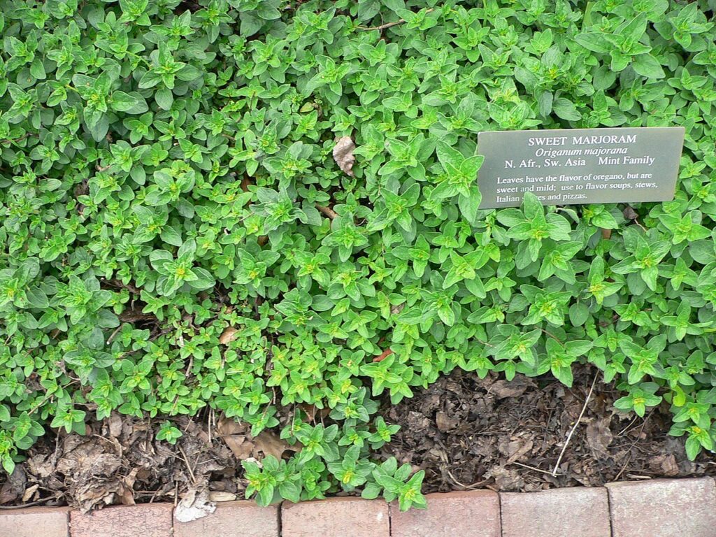 Maggiorana (Origanum majorana), la pèrsa della tradizione ligure