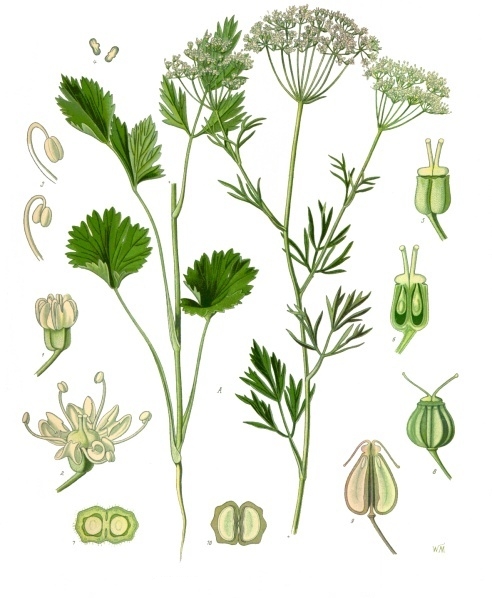 Tavola botanica d'epoca dell'anice verde (Pimpinella anisum), il seme della tradizione digestiva