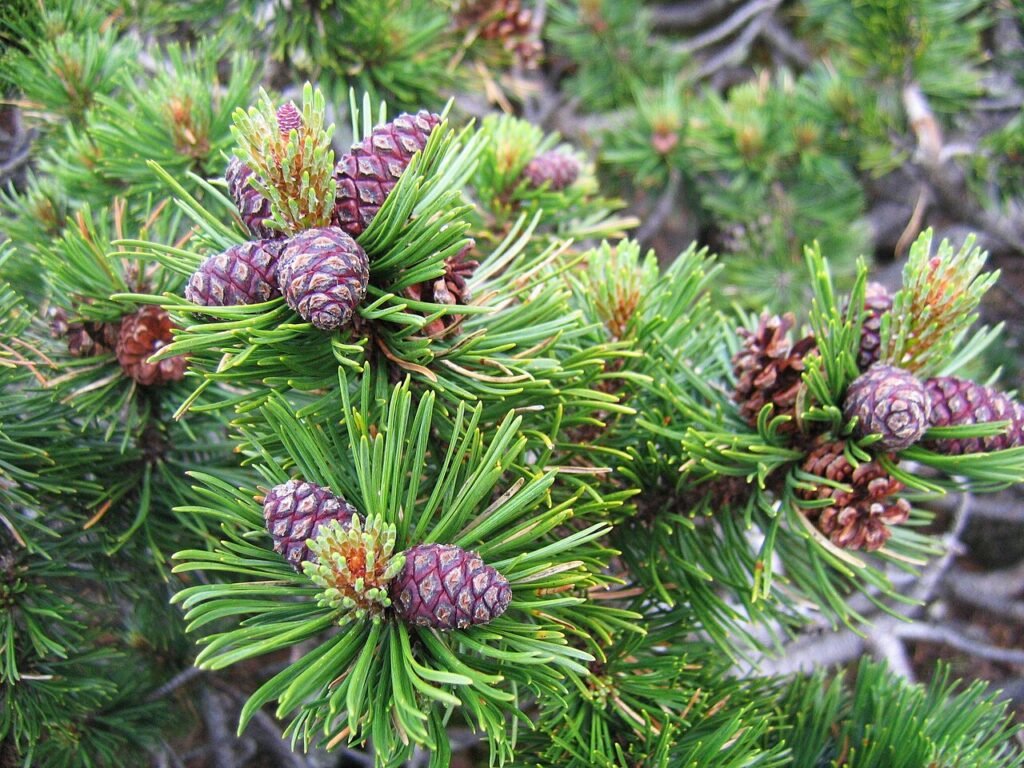 Pino mugo (Pinus mugo), la Latsche della tradizione alpina