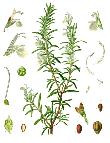 Tavola botanica d'epoca del rosmarino (Rosmarinus officinalis), il ramerino della tradizione
