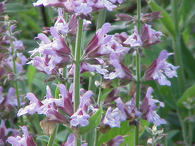 Salvia (Salvia officinalis), l'aromatica balsamica della tradizione