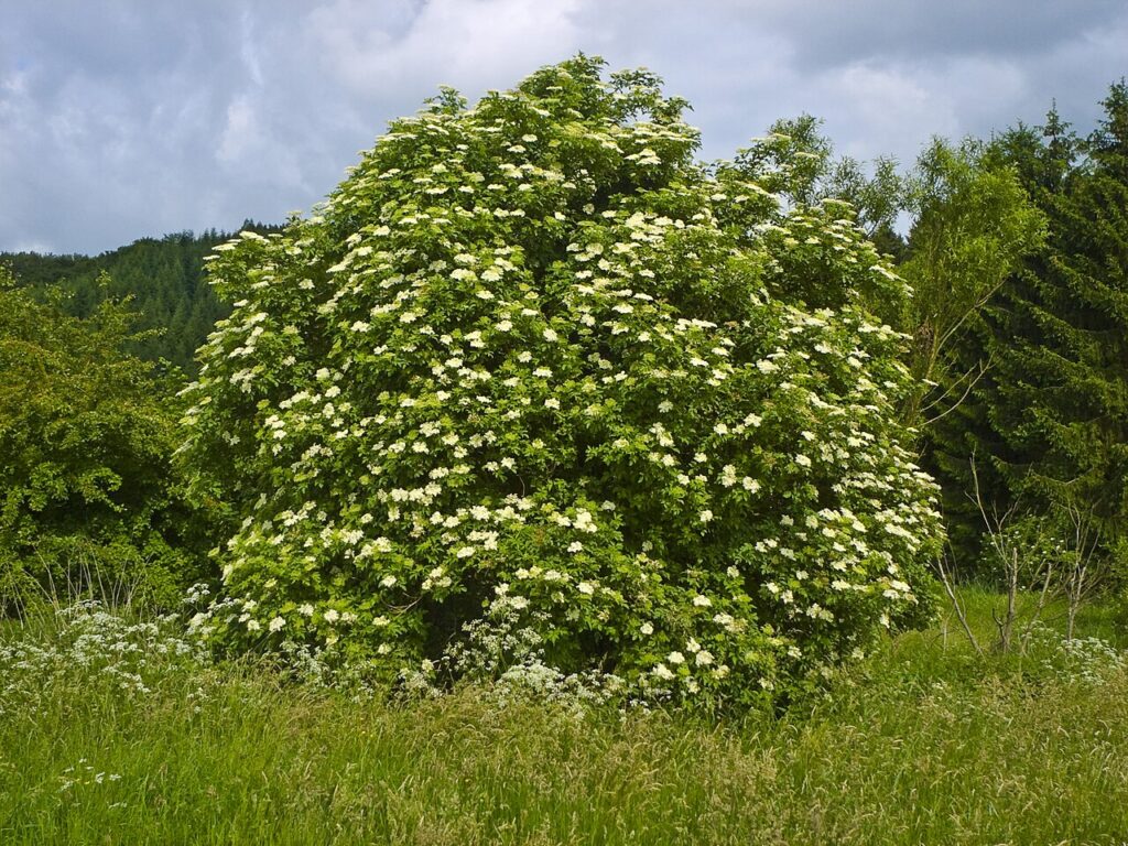 Sambuco (Sambucus nigra), i fiori della tradizione per le prime vie respiratorie