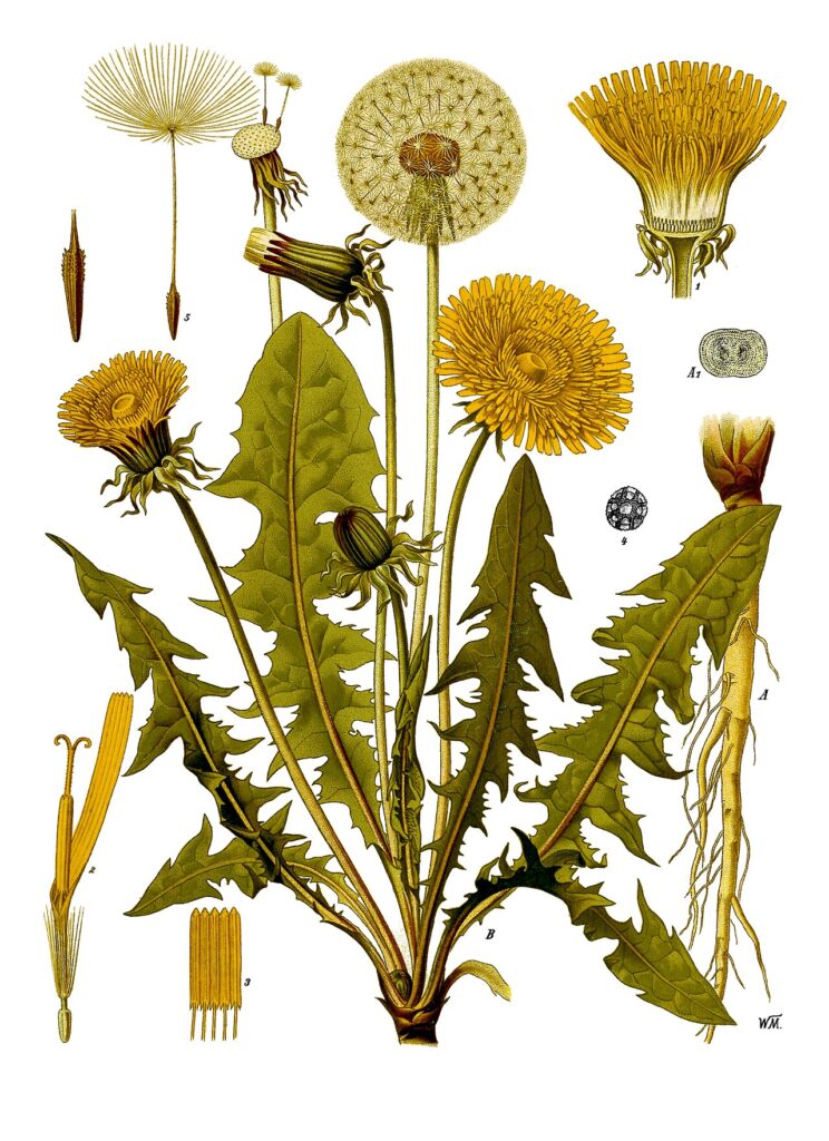 Tavola botanica storica del Taraxacum officinale (tarassaco), pianta della tradizione erboristica