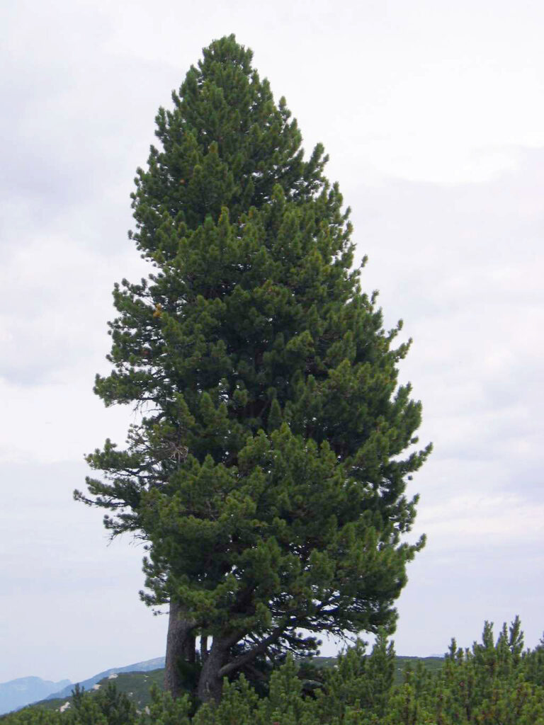 Cirmolo (Pinus cembra), la Zirbe della tradizione alpina